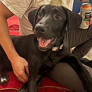 Bentley joined the competition — help win amazing prizes! black_dog, dog, pet, happy, smiling, person, hand, couch, sofa, red_furniture, can, beverage, watermelon_flavored, casual_clothing, indoor, relaxed, companion, close_up, comfortable, domestic