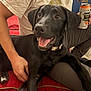 black_dog, dog, pet, happy, smiling, person, hand, couch, sofa, red_furniture, can, beverage, watermelon_flavored, casual_clothing, indoor, relaxed, companion, close_up, comfortable, domestic