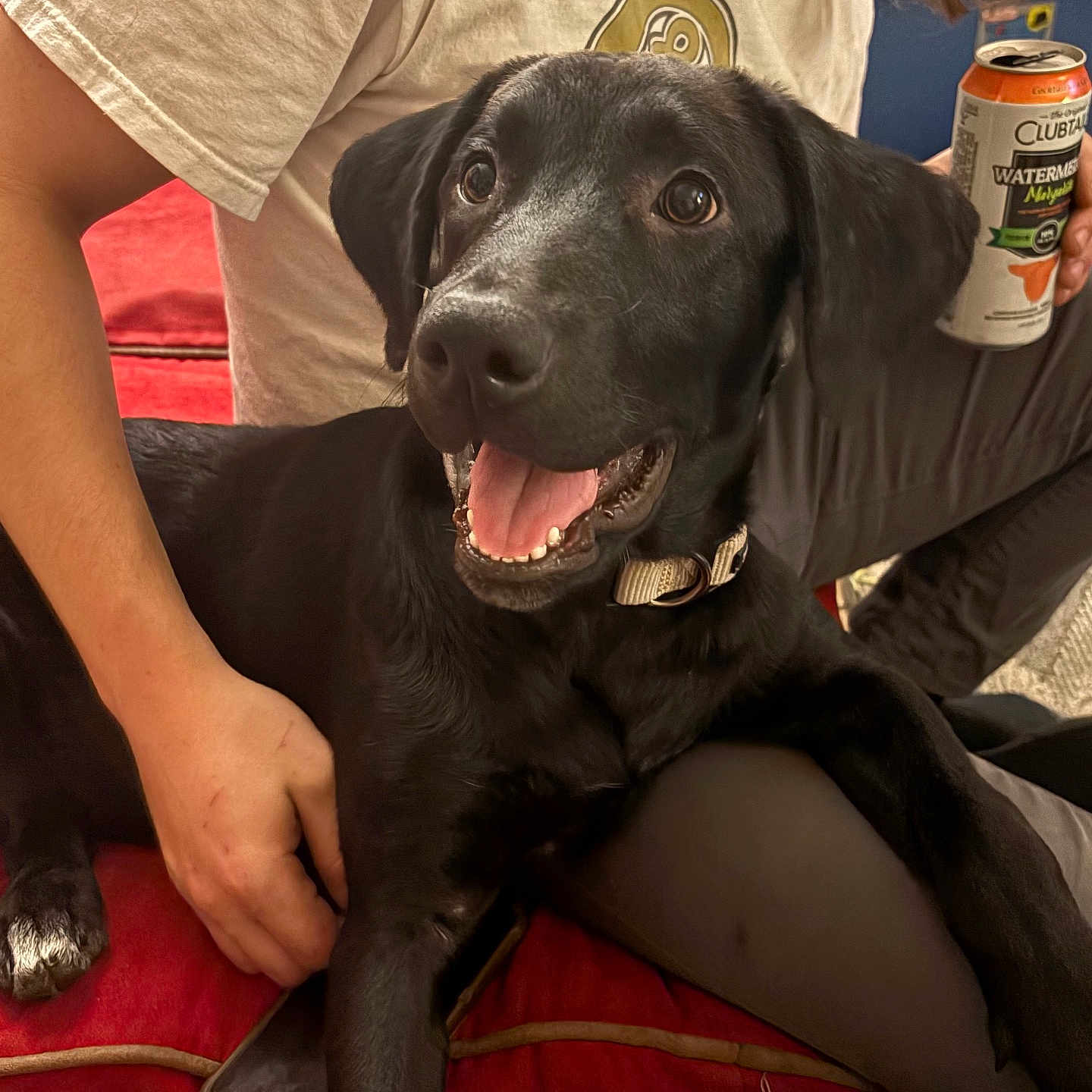 Bentley joined the competition — help win amazing prizes! beverage, black_dog, can, casual_clothing, close_up, comfortable, companion, couch, dog, domestic, hand, happy, indoor, person, pet, red_furniture, relaxed, smiling, sofa, watermelon_flavored