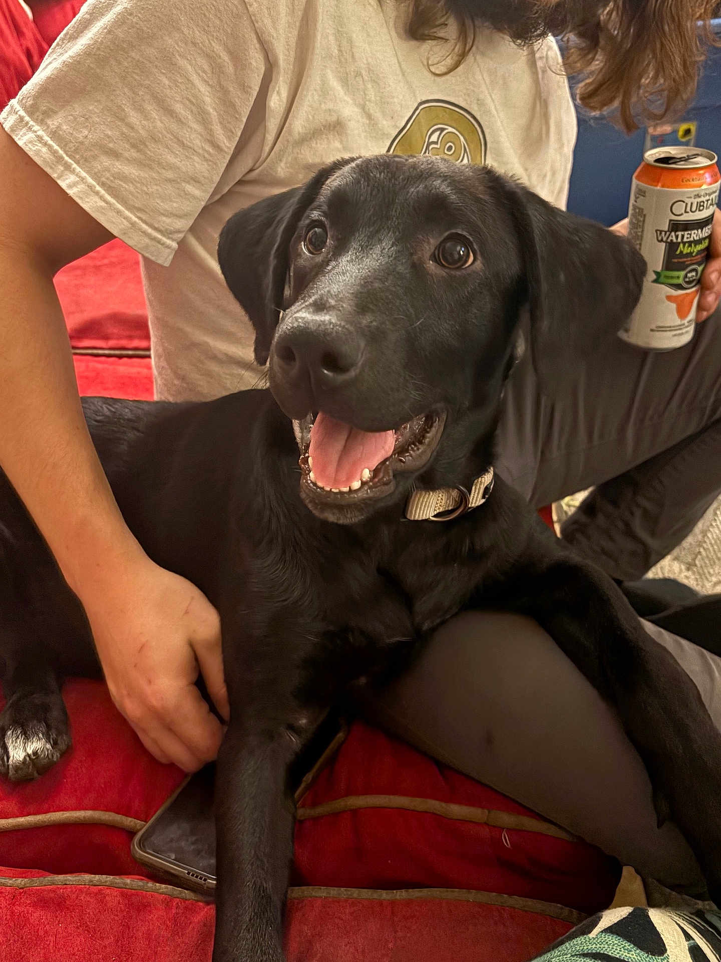 Bentley joined the competition — help win amazing prizes! black_dog, dog, pet, happy, smiling, person, hand, couch, sofa, red_furniture, can, beverage, watermelon_flavored, casual_clothing, indoor, relaxed, companion, close_up, comfortable, domestic