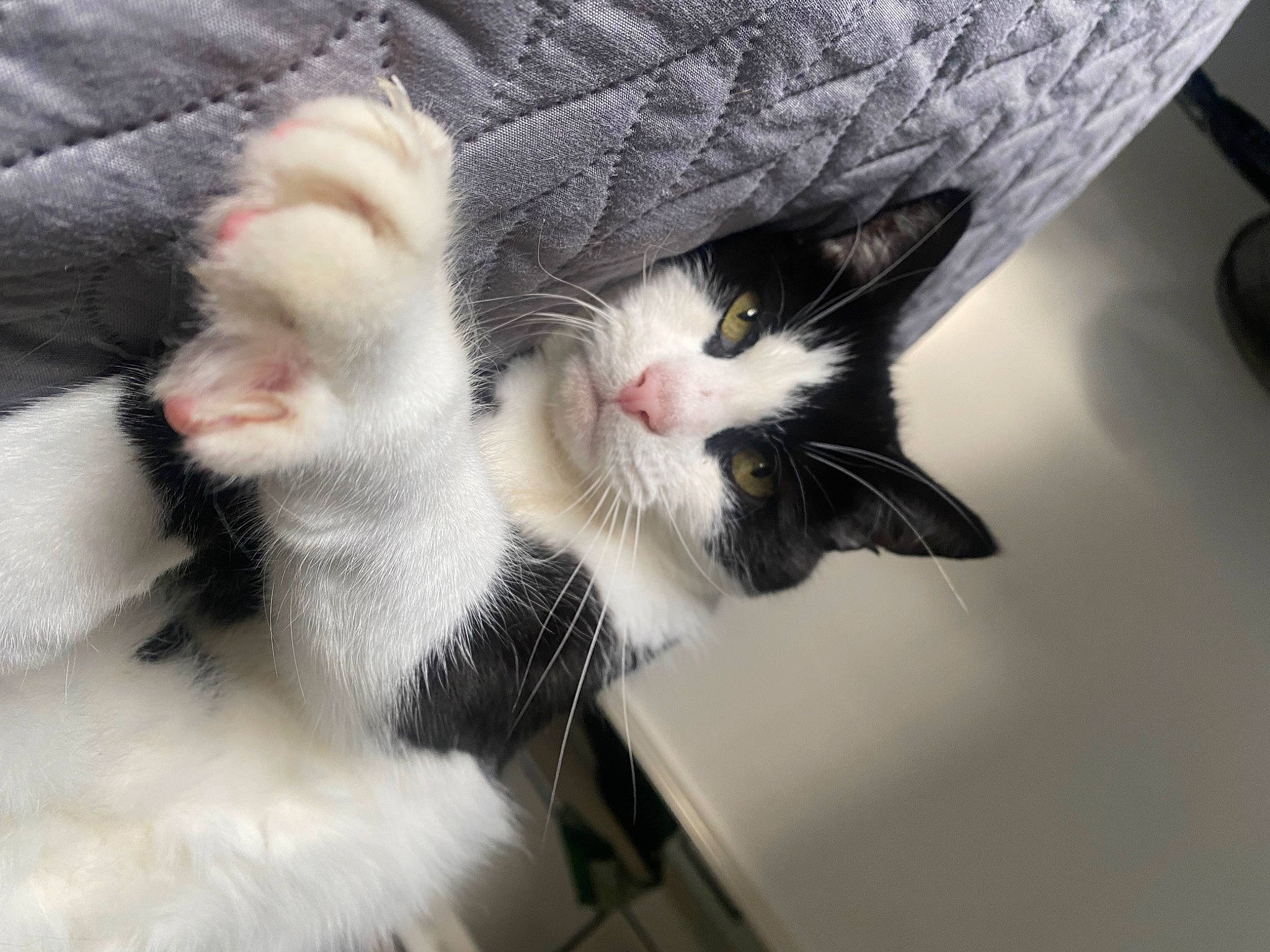 Sylvester is registered to the contest to win money with this photo: carnivore, cat, claw, comfort, domestic_short_haired_cat, eye, felidae, foot, fur, head, human_body, human_leg, leg, nose, paw, small_to_medium_sized_cats, snout, tail, whiskers