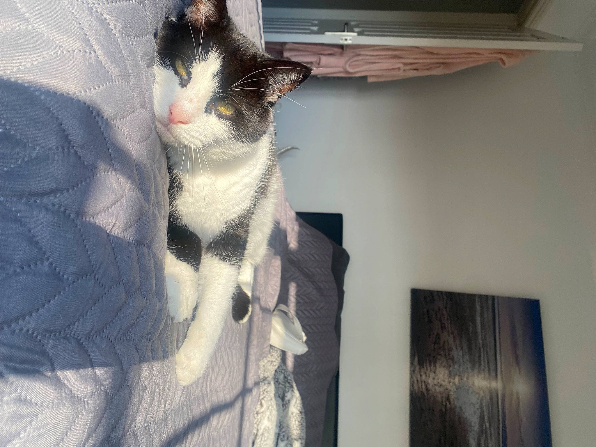 Sylvester is registered to the contest to win money with this photo: carnivore, cat, comfort, domestic_short_haired_cat, felidae, formal_wear, fur, grey, paw, room, small_to_medium_sized_cats, tail, whiskers, window