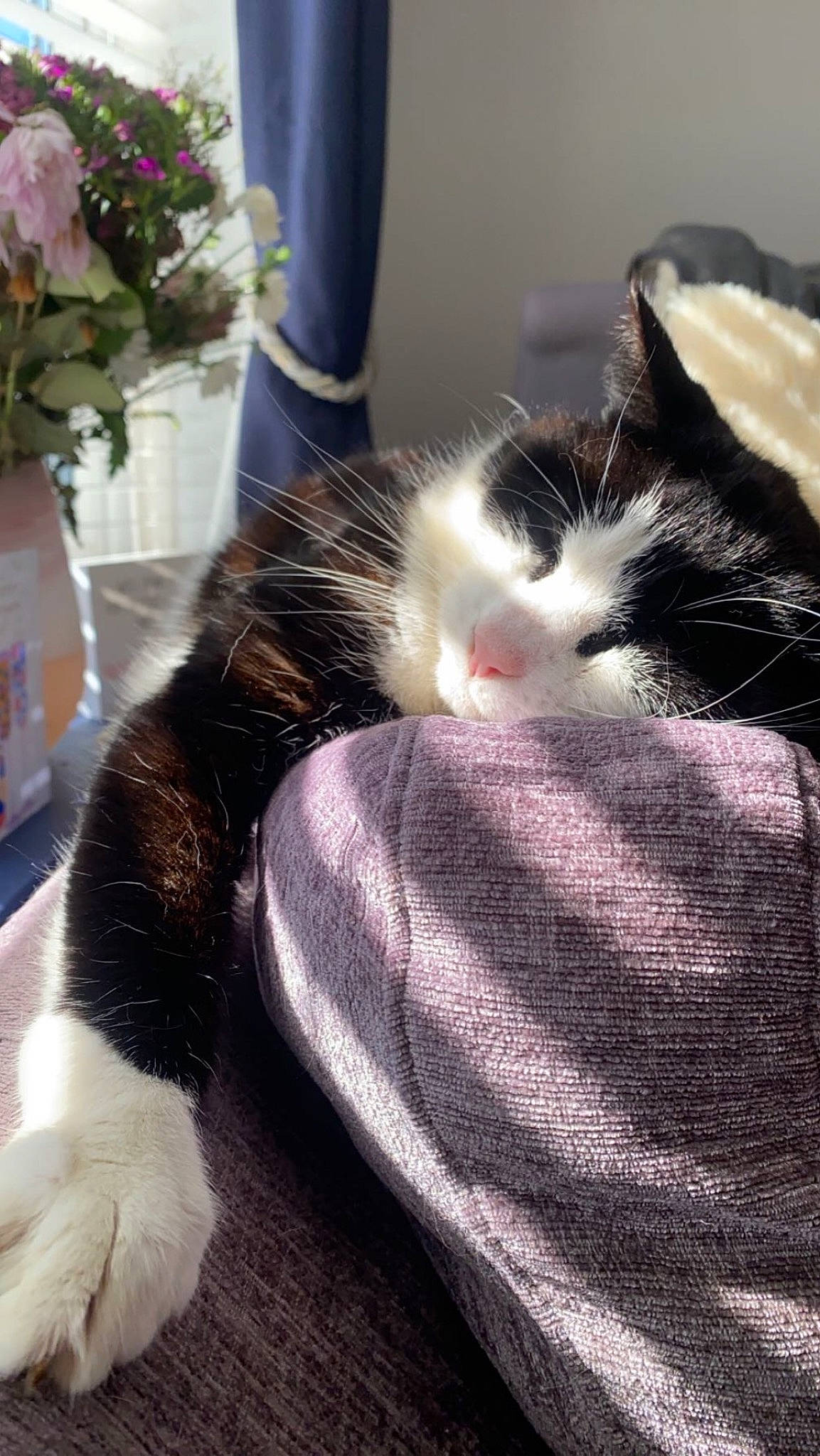 Sylvester joined the competition — help win amazing prizes! carnivore, cat, claw, comfort, domestic_short_haired_cat, felidae, foot, fur, human_leg, leg, nap, paw, plant, small_to_medium_sized_cats, snout, tail, tree, whiskers, white, wood