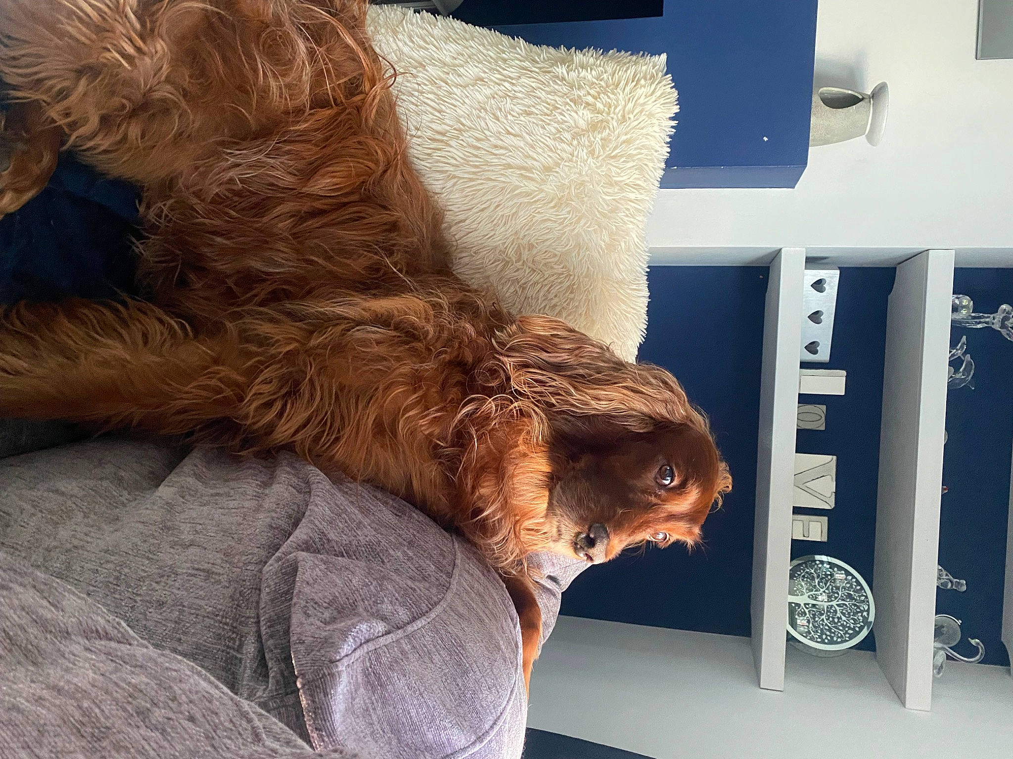 Belle is registered to the contest to win money with this photo: canidae, carnivore, comfort, companion_dog, dog, dog_breed, fawn, felidae, foot, fur, human_leg, liver, metal, small_to_medium_sized_cats, snout, sporting_group, tail, toy, whiskers, wood