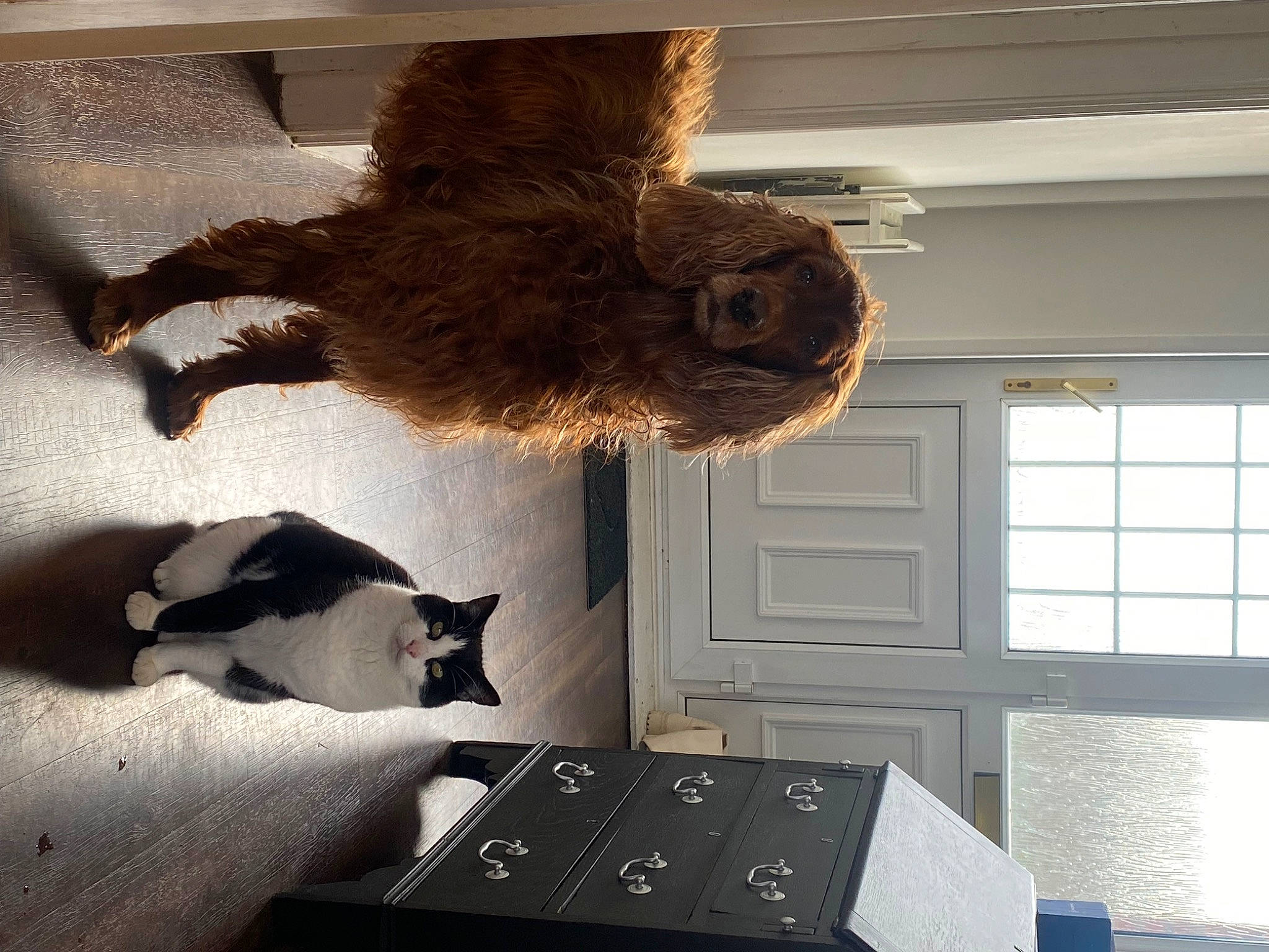 Belle joined the competition — help win amazing prizes! canidae, carnivore, cat, comfort, companion_dog, dog_breed, door, felidae, flooring, fur, hardwood, house, room, small_to_medium_sized_cats, sporting_group, tail, toy, whiskers, window, wood