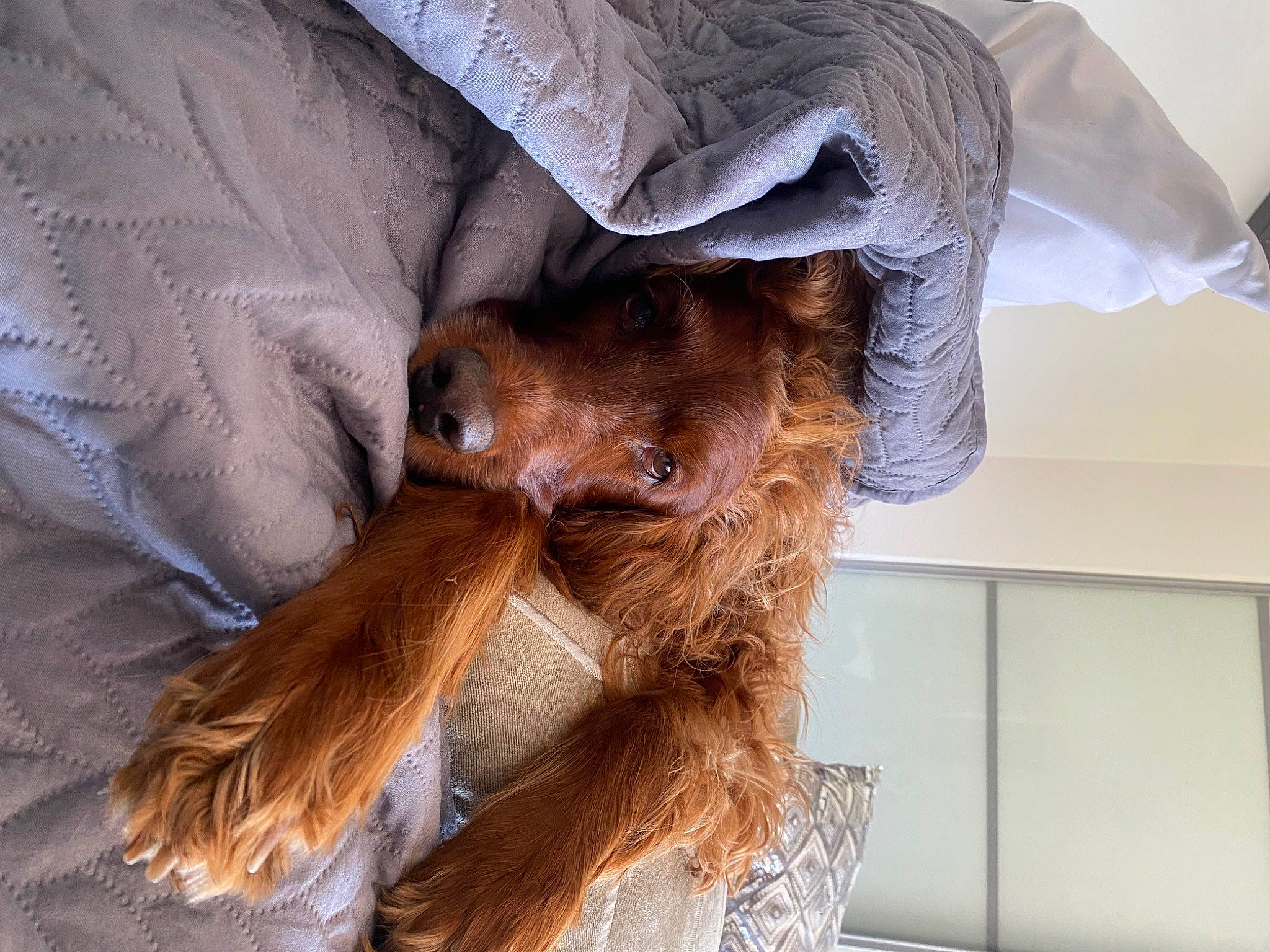 Belle is registered to the contest to win money with this photo: bat, canidae, carnivore, comfort, companion_dog, dog, dog_breed, ear, fawn, fur, liver, spaniel, sporting_group, sunglasses, toy_dog, whiskers, wing, working_animal