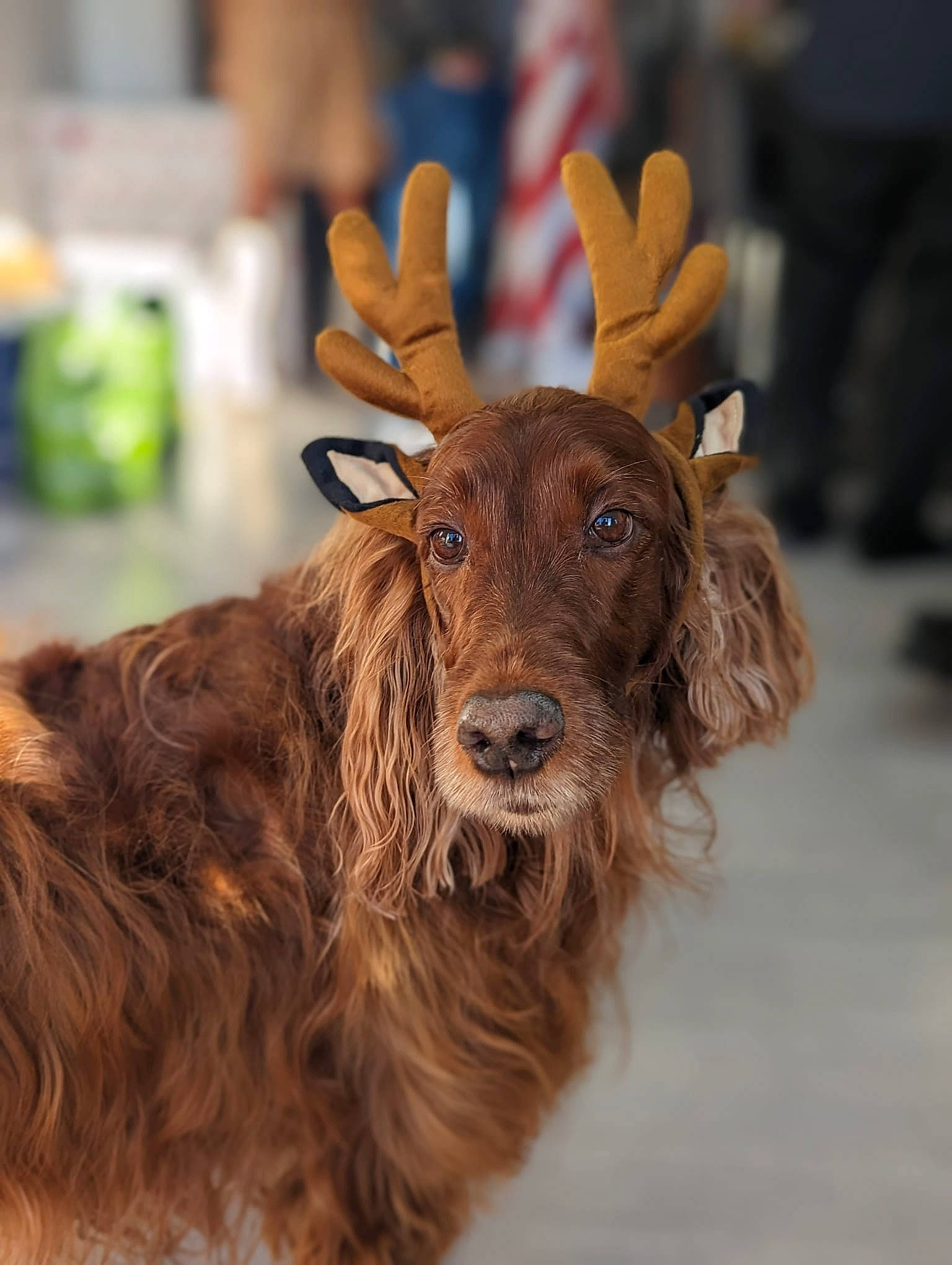 Belle joined the competition — help win amazing prizes! art, bovine, dog_breed, event, eye, fawn, fur, goat, goat_antelope, goats, horn, liver, livestock, natural_material, snout, snow, sporting_group, terrestrial_animal, wildlife, working_animal