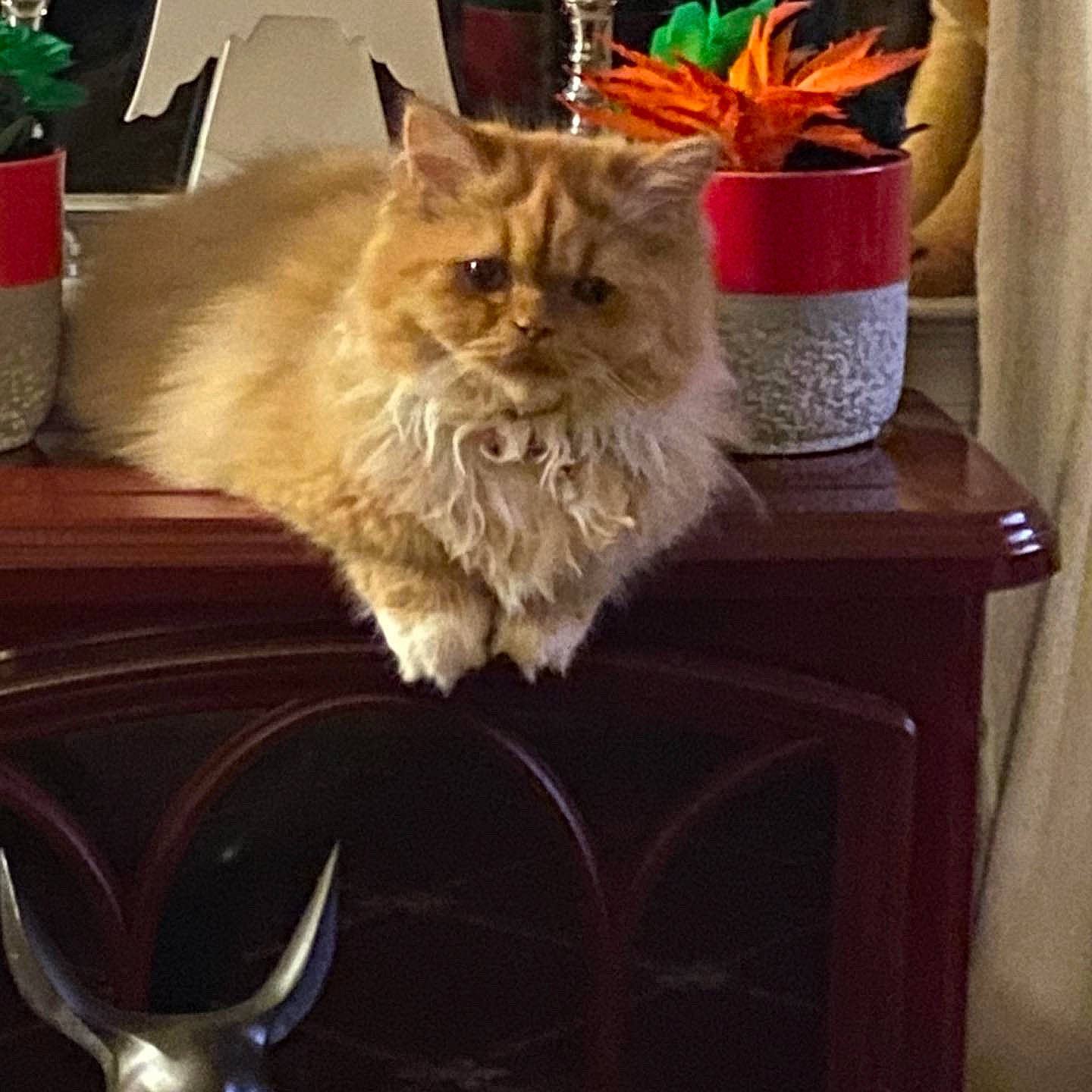 Nala is registered to the contest to win money with this photo: box, carnivore, cat, chair, fawn, felidae, flooring, flower, flowerpot, fur, hardwood, houseplant, light, plant, rectangle, small_to_medium_sized_cats, tail, whiskers, window, wood