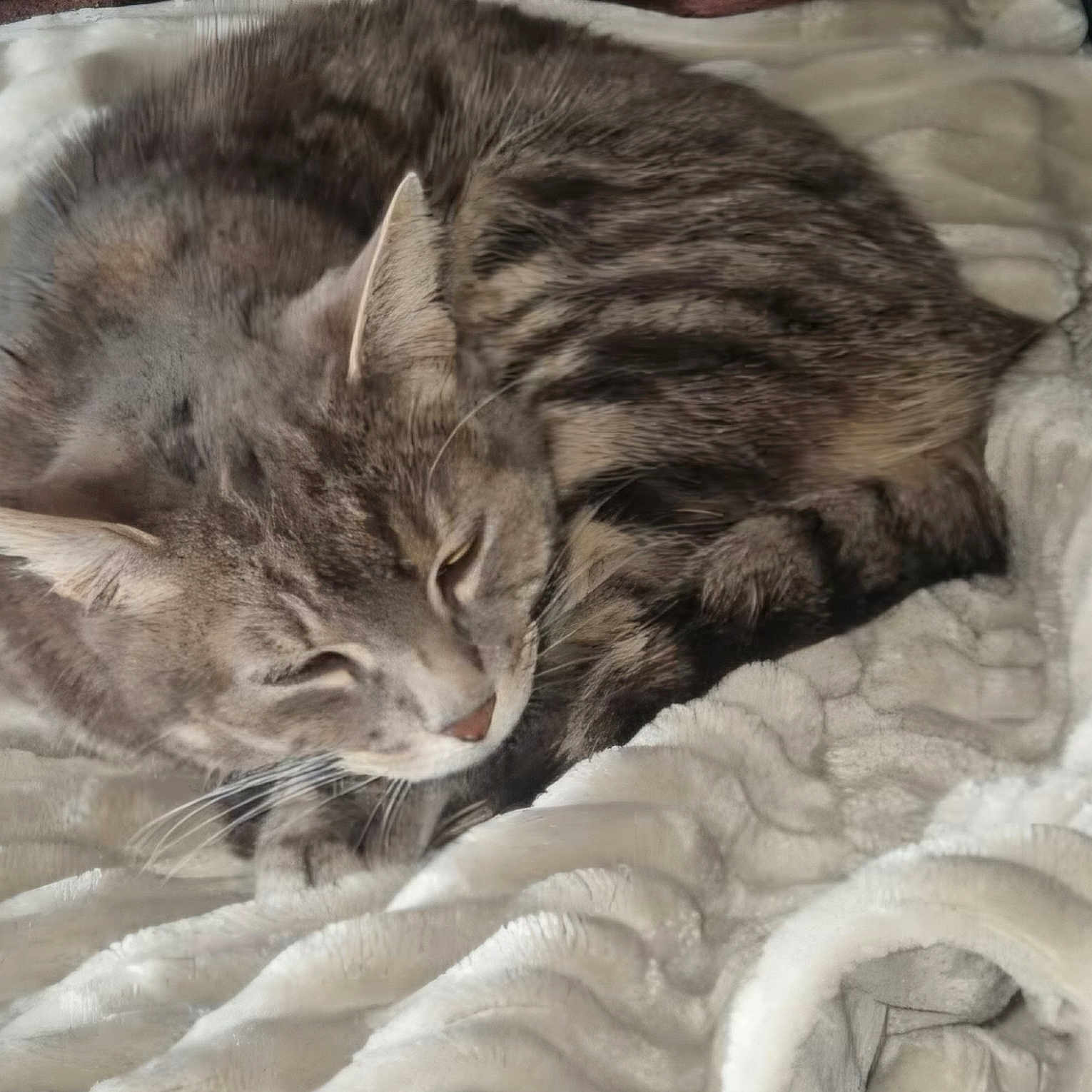 Cookie participe au concours pour gagner de l'argent avec cette photo : cat, tabby_cat, sleeping, curled_up, fur, whiskers, ears, closed_eyes, blanket, soft_texture, cozy, resting, pet, animal, indoor, comfort, feline, cute, relaxation, nap
