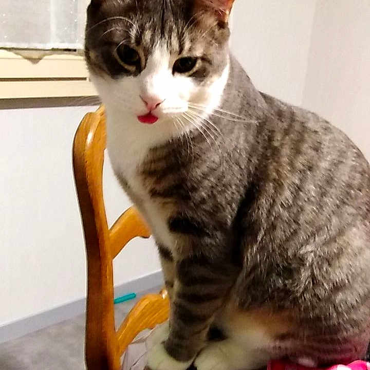 Gribouille a rejoint le concours — aidez-le/la à gagner de superbes lots ! animal, cat, chair, checkered_cloth, cute, domestic_cat, ears, eyes, feline, fur, gray, indoor, pet, playful, tabby, table, tongue, whiskers, white, wooden_chair