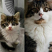 Mastro a rejoint le concours — aidez-le/la à gagner de superbes lots ! cat, kitten, adult_cat, fur, whiskers, indoor, pet, animal, cute, portrait, closeup, tabby, white_fur, curious, eyes, fluffy, sitting, feline, domestic_cat, soft