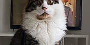 Mastro a rejoint le concours — aidez-le/la à gagner de superbes lots ! cat, fluffy, tabby, white_fur, pet, indoor, television, screen, person_on_tv, furniture, shelf, closeup, portrait, animal, whiskers, eyes, face, cute, domestic_cat, household