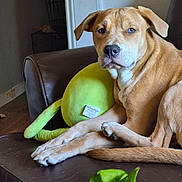 Cinnamon joined the competition — help win amazing prizes! animal, blue_eye, brown_dog, couch, dog, ear, floor, fur, green_toy, heterochromia, indoor, leather, living_room, paw, pet, plant, plush_toy, relaxed, resting, snout
