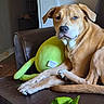 animal, blue_eye, brown_dog, couch, dog, ear, floor, fur, green_toy, heterochromia, indoor, leather, living_room, paw, pet, plant, plush_toy, relaxed, resting, snout