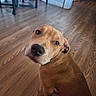 Cinnamon is registered to the contest to win money with this photo: animal, brown_dog, canine, chair, curious, dog, ears, eyes, flooring, household, indoor, looking_up, mammal, nose, pet, room, sitting, snout, whiskers, wooden_floor