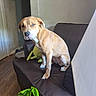 Cinnamon is registered to the contest to win money with this photo: animal, blue_eye, brown_coat, canine, contemplative, dog, door, furniture, household, indoor, leather_couch, living_room, pet, plant, plush_toy, portrait, quiet, sitting, wall, wood_floor