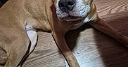 Cinnamon is registered to the contest to win money with this photo: animal, barefoot, brown_dog, canine, closeup, companion, curious, dog, domestic, floor, flooring, home, indoor, looking_up, lying_down, pet, shadow, toes, white_paw, wood_floor