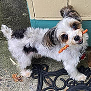 Bella is registered to the contest to win money with this photo: dog, small_dog, fluffy, white_fur, black_fur, pet, treat, outdoor, concrete, mat, playful, cute, animal, ears, collar, leash, closeup, face, looking_up, tongue