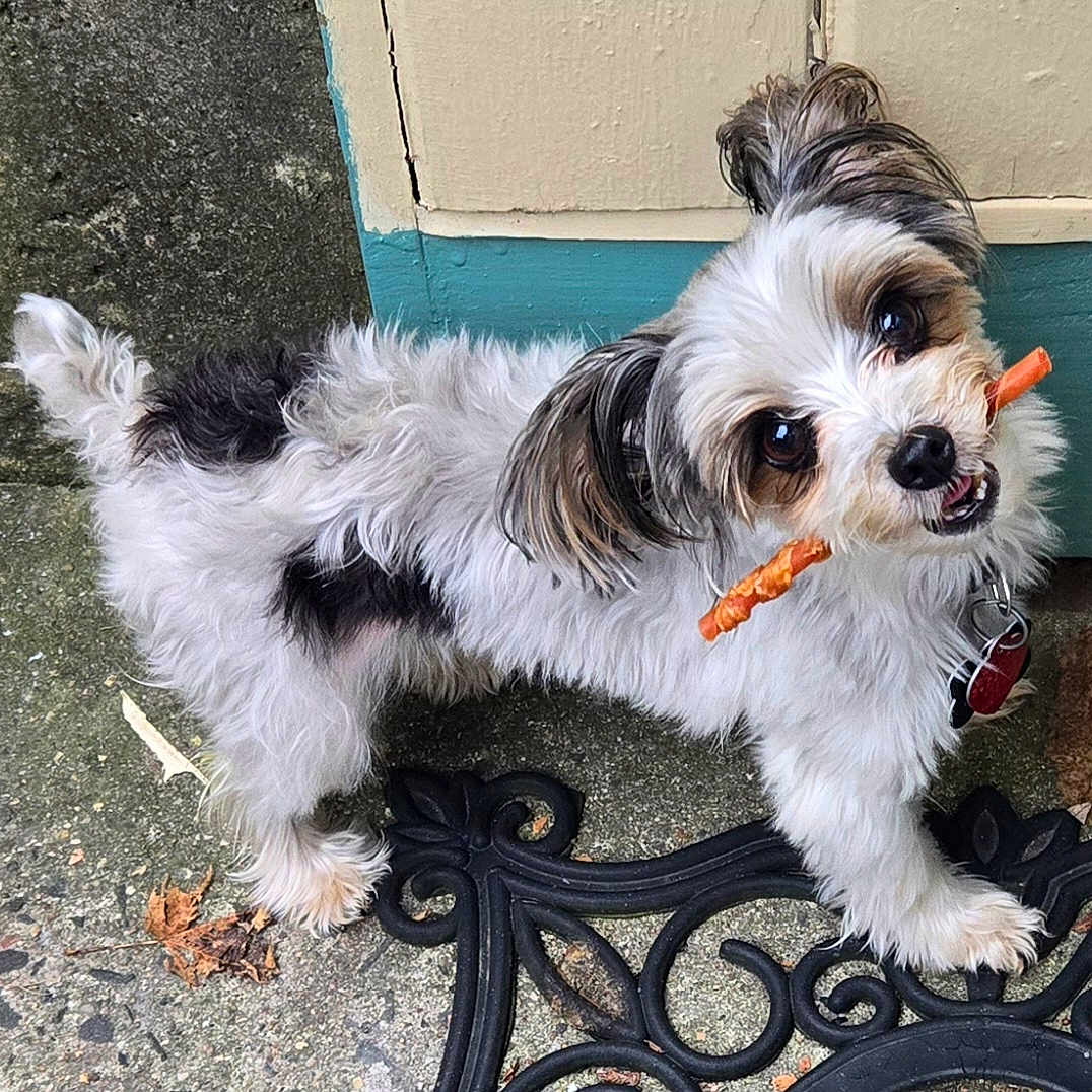 Bella is registered to the contest to win money with this photo: animal, black_fur, closeup, collar, concrete, cute, dog, ears, face, fluffy, leash, looking_up, mat, outdoor, pet, playful, small_dog, tongue, treat, white_fur