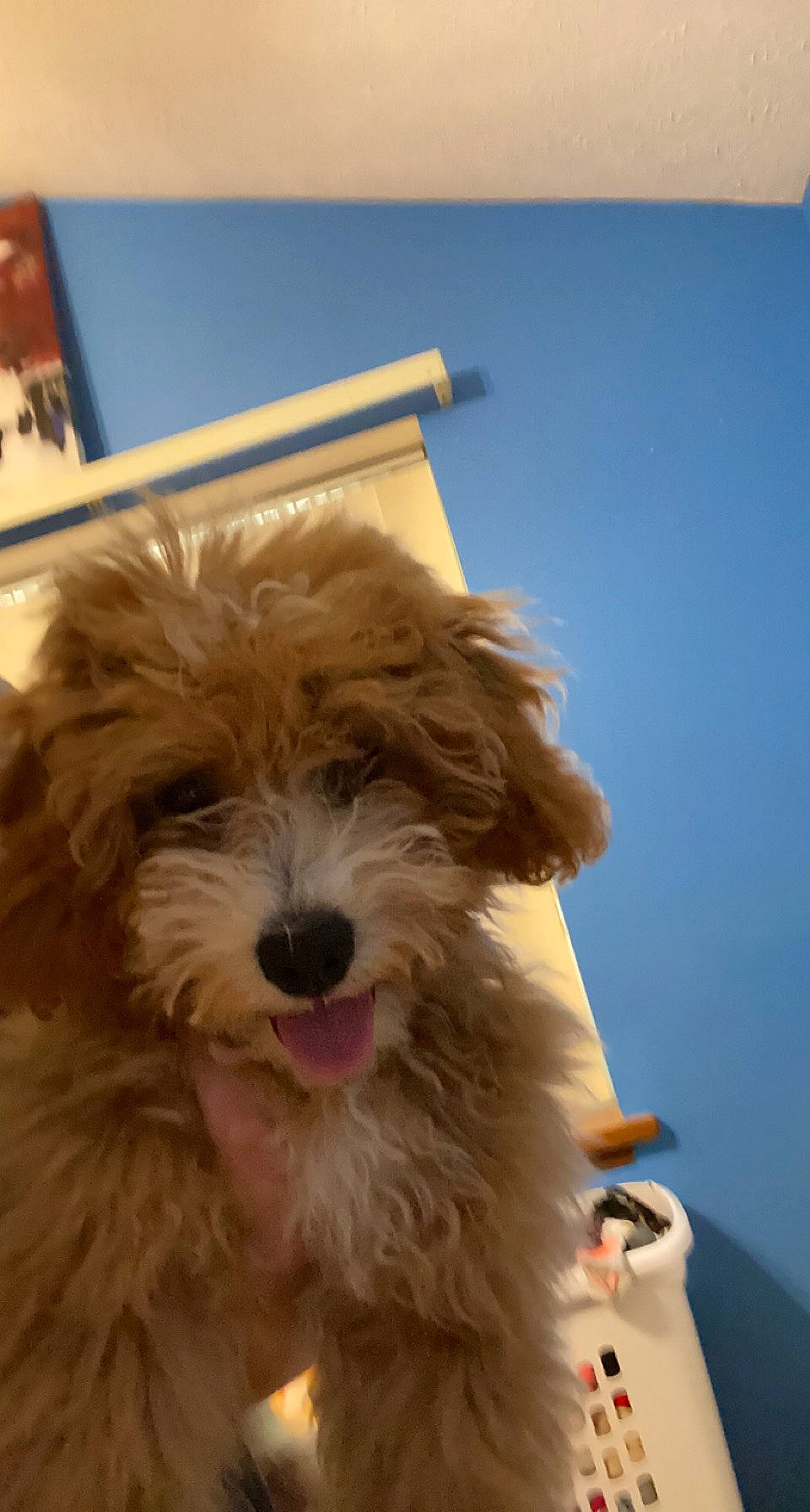 Nyla is registered to the contest to win money with this photo: biewer_terrier, canidae, carnivore, companion_dog, dog, dog_breed, fur, liver, maltepoo, non_sporting_group, poodle_crossbreed, shih_poo, small_terrier, snout, sporting_group, terrier, tibetan_terrier, toy_dog, water_dog, working_animal