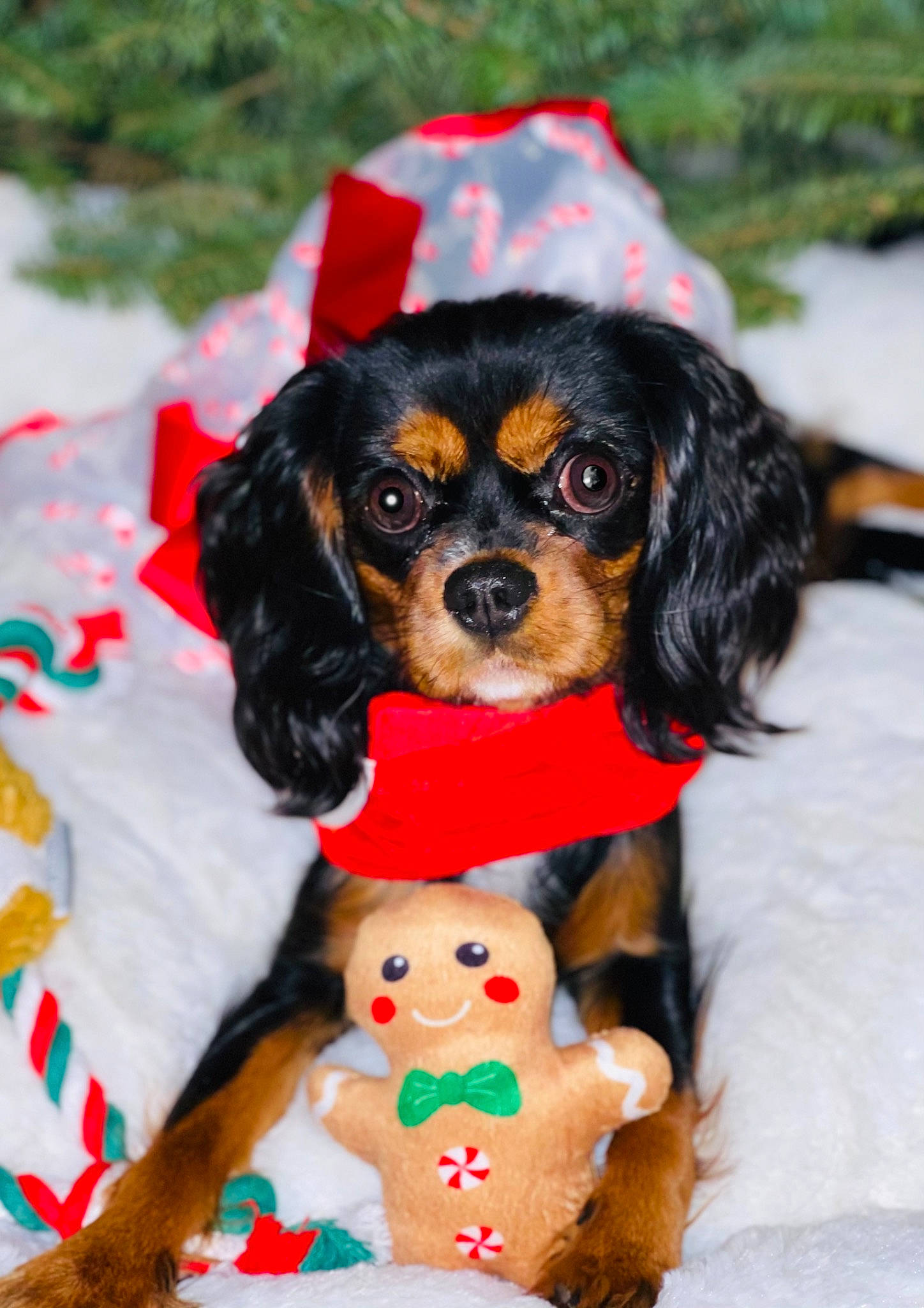 Lady is registered to the contest to win money with this photo: brown, canidae, carnivore, companion_dog, dog, dog_breed, dog_clothes, dog_supply, fawn, fur, liver, mammal, pet_supply, puppy, snout, sporting_group, stuffed_toy, toy, vertebrate, working_animal