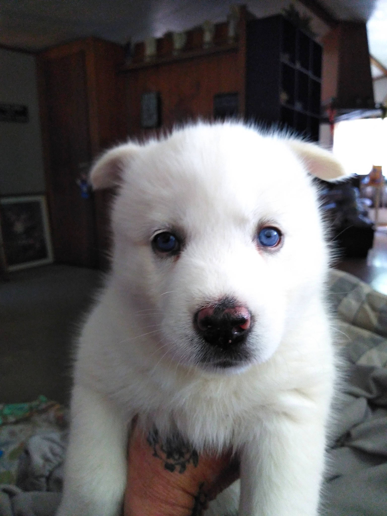 Cinderella is registered to the contest to win money with this photo: berger_blanc_suisse, canidae, carnivore, dog, dog_breed, indian_spitz, kintamani, kishu, korean_jindo_dog, labrador_husky, mammal, non_sporting_group, nose, pungsan_dog, puppy, rare_breed_dog, samoyed, siberian_husky, vertebrate, white_shepherd