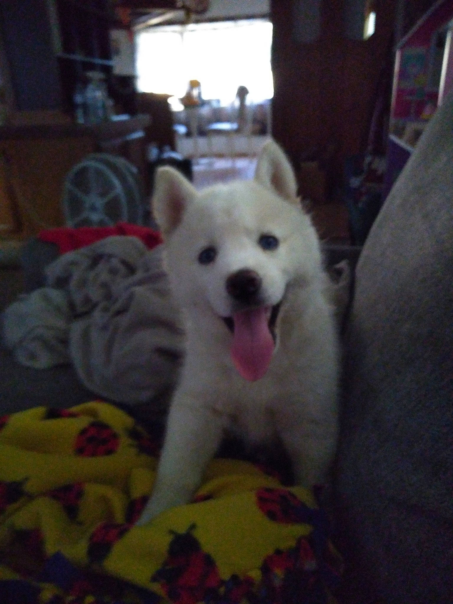 Cinderella joined the competition — help win amazing prizes! akita, akita_inu, berger_blanc_suisse, canidae, carnivore, dog, dog_breed, hokkaido, indian_spitz, kintamani, kishu, korean_jindo_dog, mammal, non_sporting_group, pungsan_dog, rare_breed_dog, samoyed, siberian_husky, vertebrate, white_shepherd