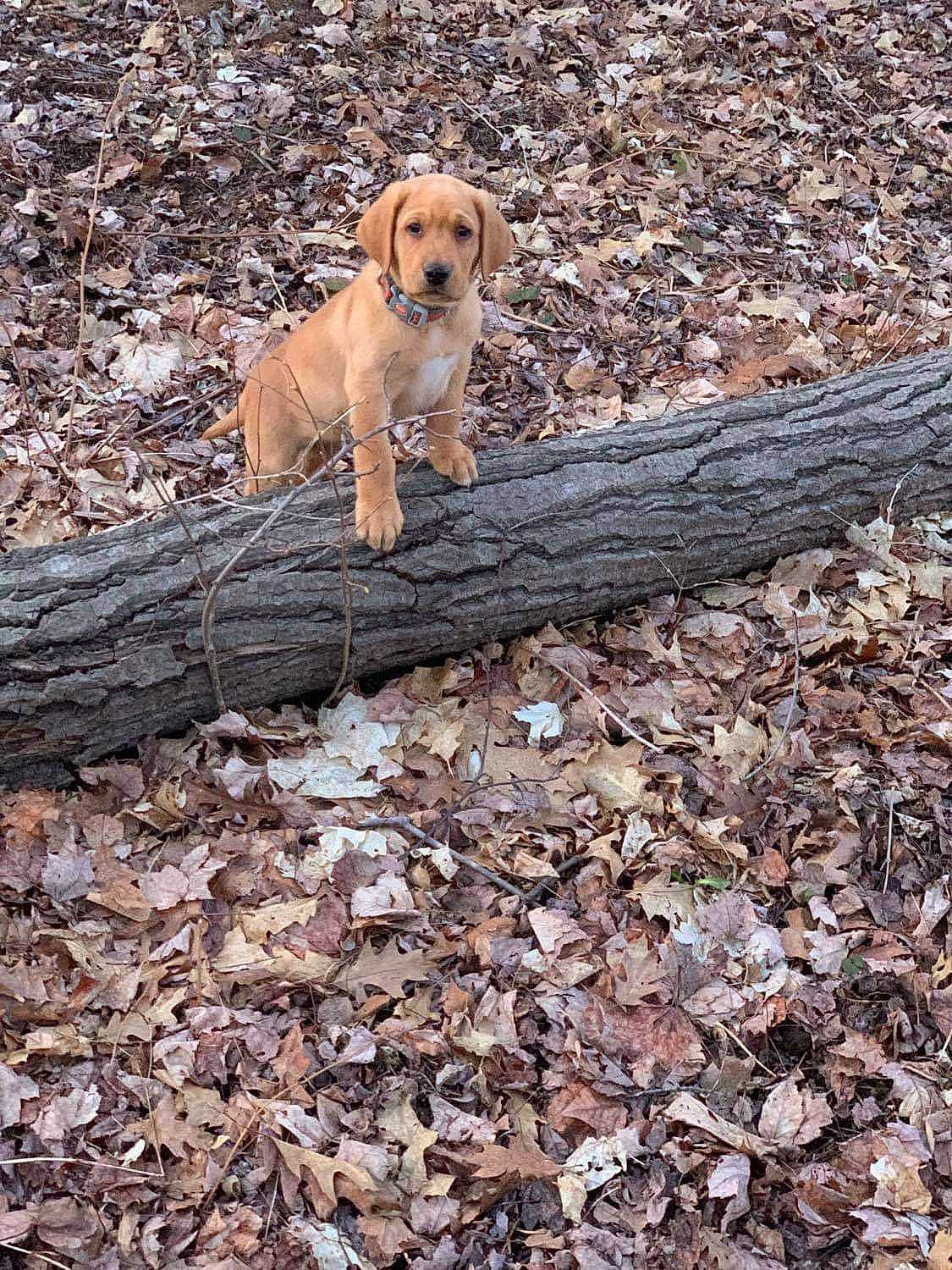 Gauge joined the competition — help win amazing prizes! autumn, carnivore, companion_dog, dog, dog_breed, grass, gun_dog, labrador_retriever, landscape, leash, plant, retriever, rock, snout, soil, tail, terrestrial_animal, tree, wood, working_animal