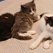 Ziggy joined the competition — help win amazing prizes! animal, cat, cozy, cute, domestic, feline, fur, indoor, kitten, laying, mammal, paw, pet, quilt, relaxed, resting, sleeping, small, whiskers, young