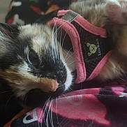 Marley Munch is registered to the contest to win money with this photo: animal, black, calico, cat, close_up, cute, domestic_animal, ears, eco_bark, face, feline, fur, harness, indoor, lying_down, nose, pet, pink, relaxed, whiskers