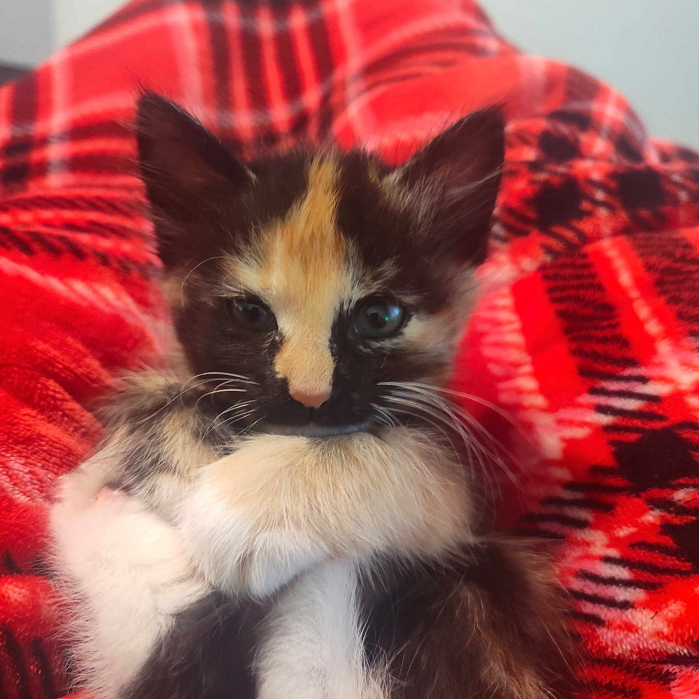 Marley Munch joined the competition — help win amazing prizes! animal, blanket, calico, cat, closeup, cozy, cute, ears, feline, furry, indoor, kitten, paws, pet, plaid, portrait, red, soft, whiskers, young