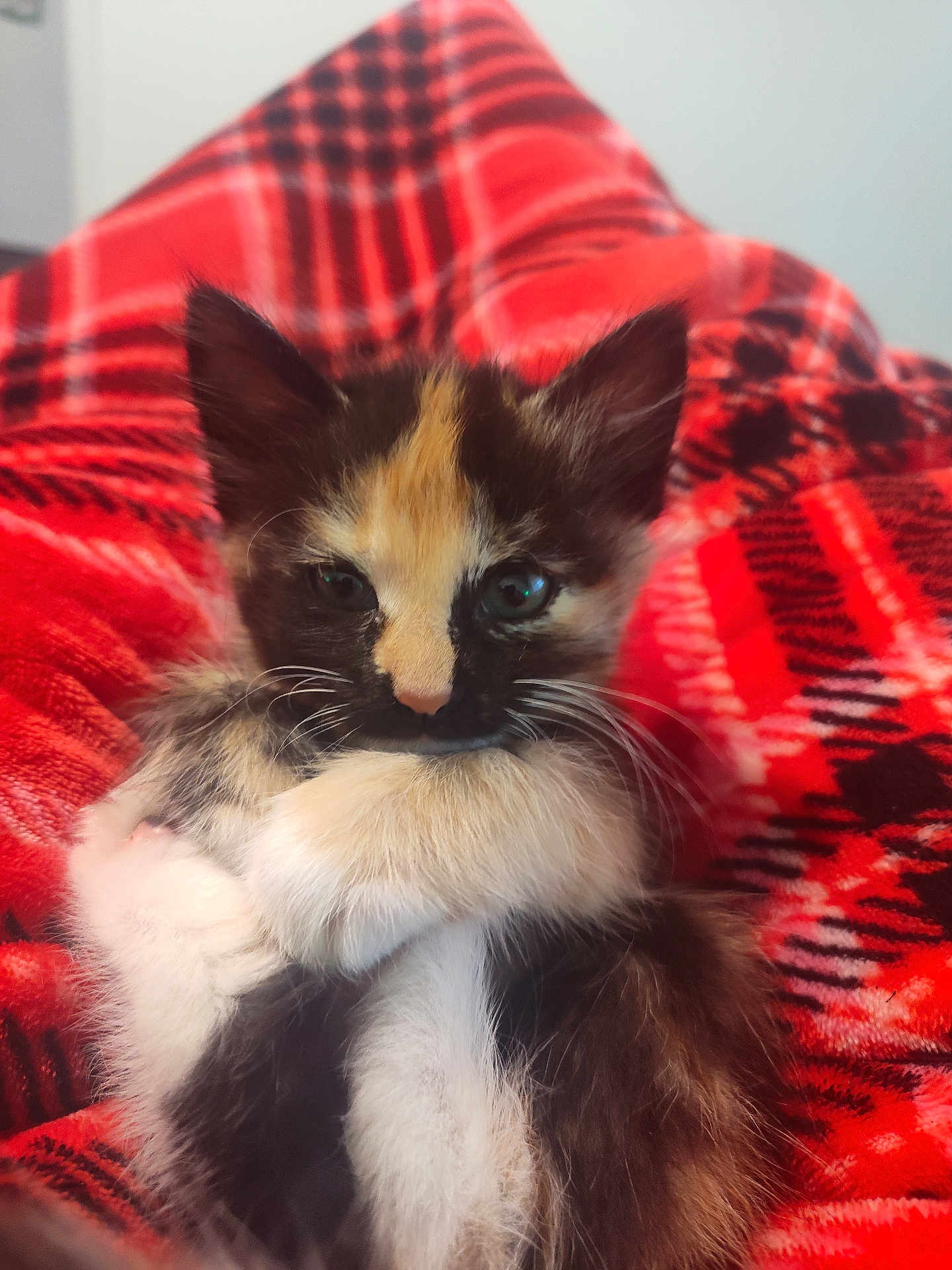 Marley Munch joined the competition — help win amazing prizes! animal, blanket, calico, cat, closeup, cozy, cute, ears, feline, furry, indoor, kitten, paws, pet, plaid, portrait, red, soft, whiskers, young