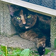 Haze is registered to the contest to win money with this photo: animal, cat, close_up, concrete, crevice, curious, feline, grass, green_eyes, hiding, metal_grate, nature, outdoor, paw, pet, plants, resting, shadow, texture, tortoiseshell