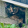 animal, cat, close_up, concrete, crevice, curious, feline, grass, green_eyes, hiding, metal_grate, nature, outdoor, paw, pet, plants, resting, shadow, texture, tortoiseshell
