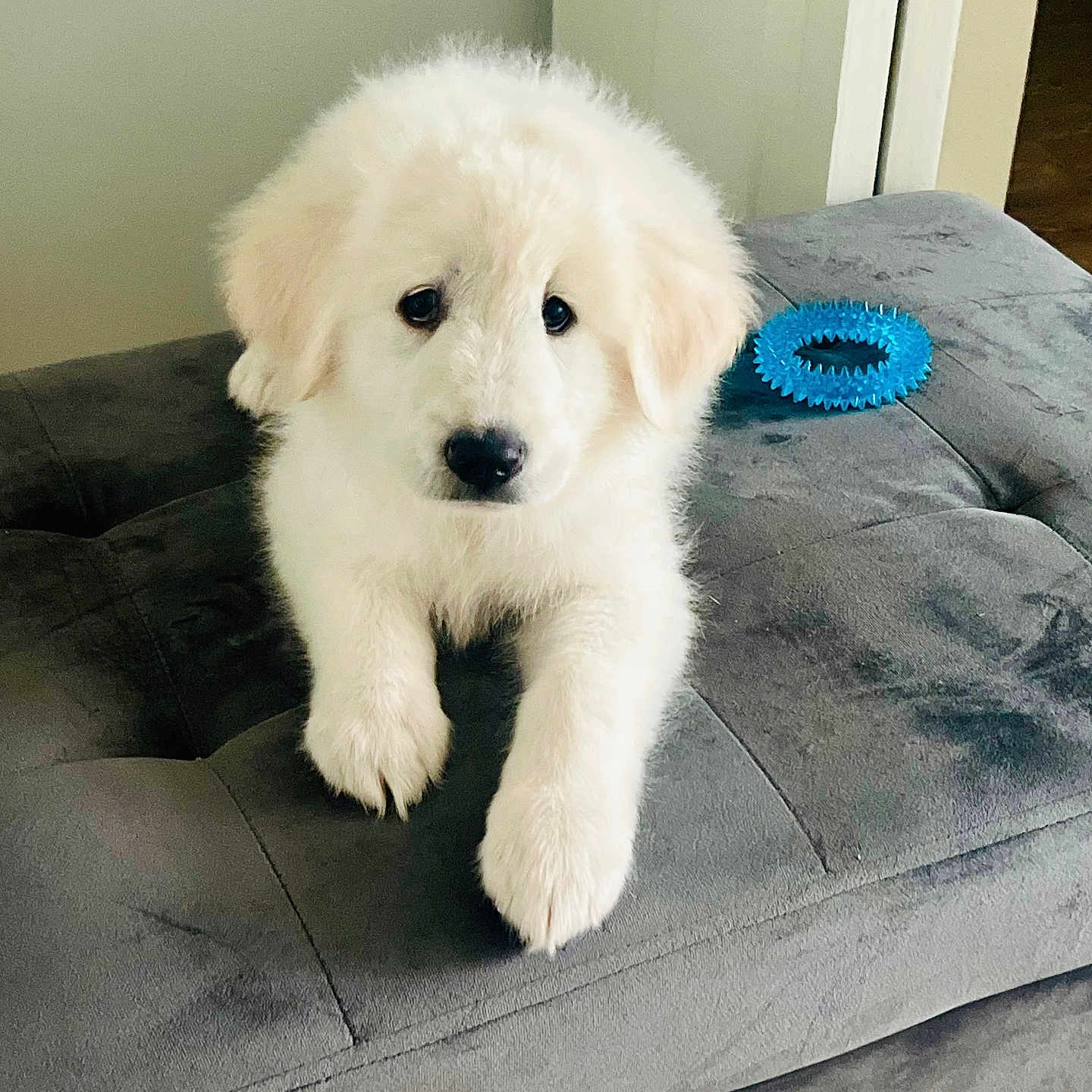 Cloud is registered to the contest to win money with this photo: animal, canine, dog, dogbed, eskimodog, furniture, pet, puppy, whitedog