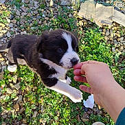Mercy a rejoint le concours — aidez-le/la à gagner de superbes lots ! puppy, dog, black_and_white, grass, rocks, hand, person, shoe, outdoor, young_dog, pet, nature, greenery, small_animal, cute, playing, interaction, animal, daylight, ground