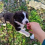 puppy, dog, black_and_white, grass, rocks, hand, person, shoe, outdoor, young_dog, pet, nature, greenery, small_animal, cute, playing, interaction, animal, daylight, ground