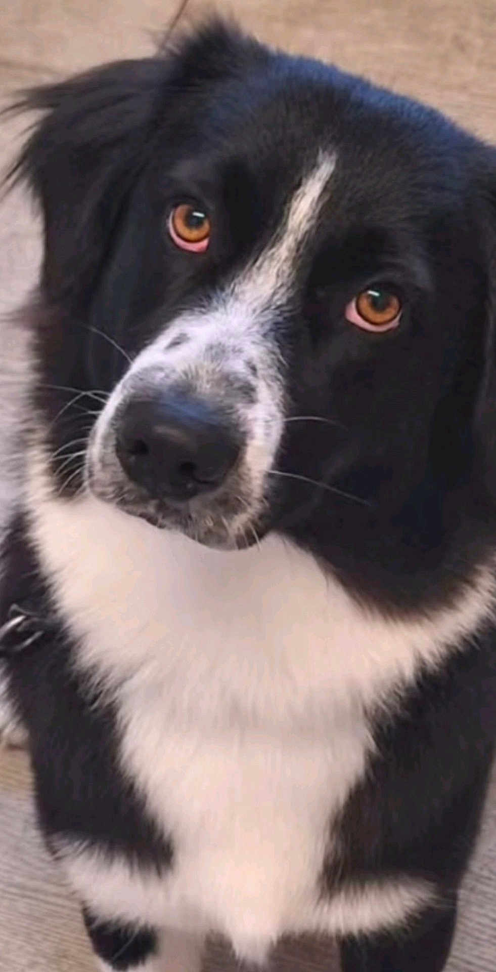 Mercy a rejoint le concours — aidez-le/la à gagner de superbes lots ! dog, black_and_white, pet, animal, close_up, fur, snout, eyes, amber_eyes, cute, portrait, canine, domestic_animal, whiskers, fluffy, sitting, indoor, expression, spot, nose