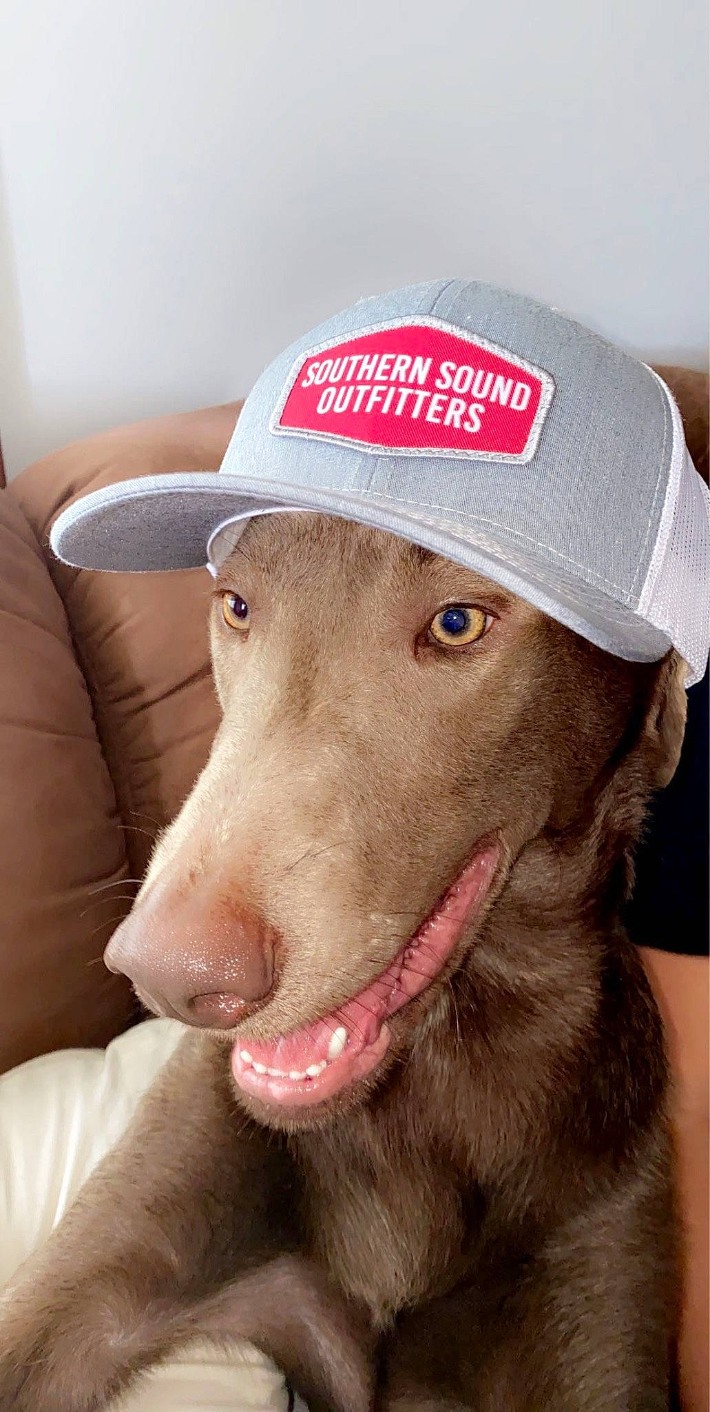 Layla joined the competition — help win amazing prizes! baseball_cap, canidae, cap, carnivore, collar, companion_dog, cricket_cap, dog, dog_breed, fang, fashion_accessory, fur, hat, liver, personal_protective_equipment, pet_supply, snout, sporting_group, whiskers, working_animal