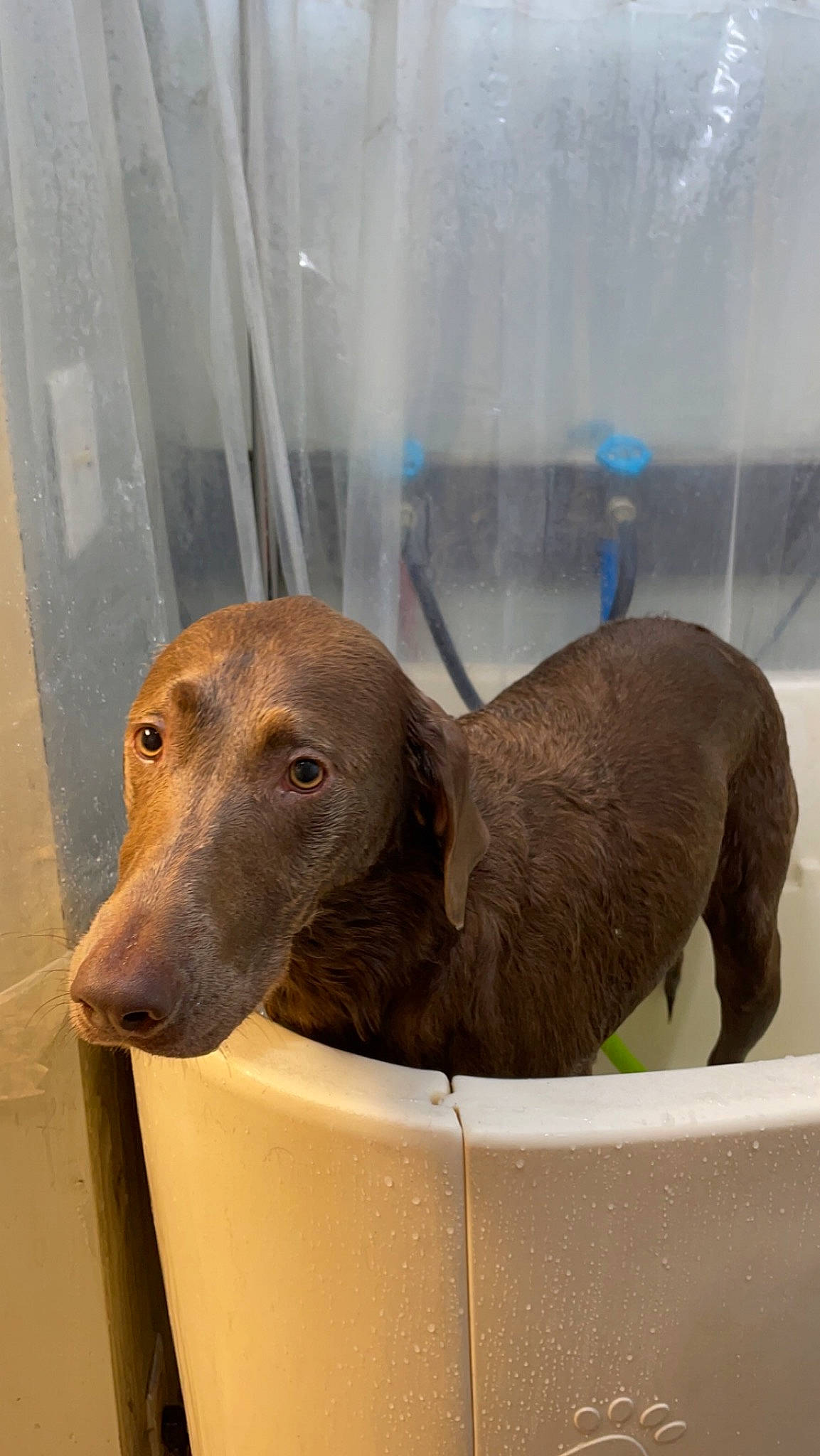 Layla is registered to the contest to win money with this photo: canidae, carnivore, companion_dog, dog, dog_breed, fawn, glass, liver, pet_supply, snout, sporting_group, terrestrial_animal, whiskers, windshield, working_animal