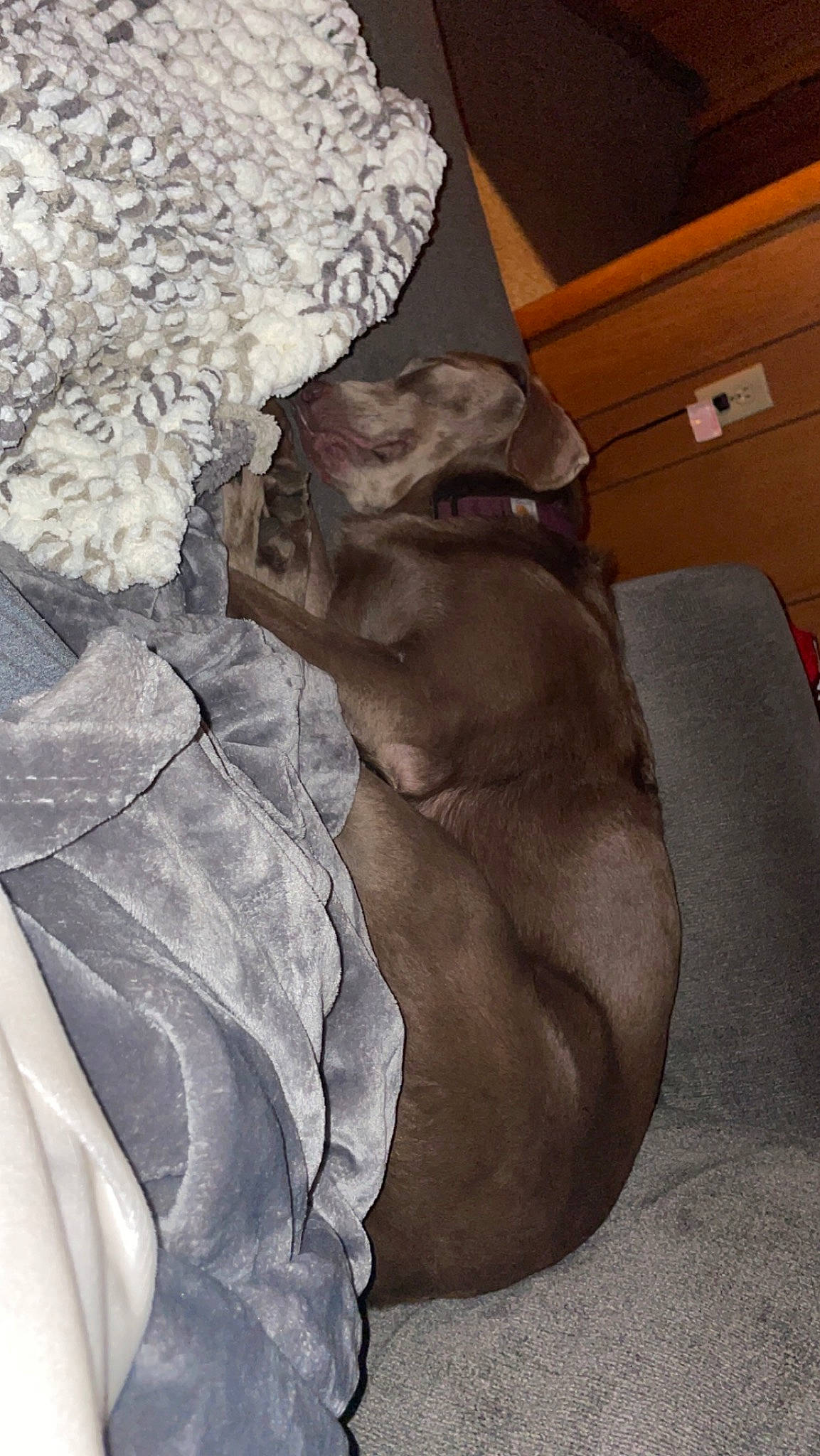 Layla joined the competition — help win amazing prizes! art, artifact, carnivore, classical_sculpture, comfort, companion_dog, dog, dog_breed, fawn, felidae, fur, grey, linens, rock, sculpture, sporting_group, statue, wood, working_animal, wrinkle