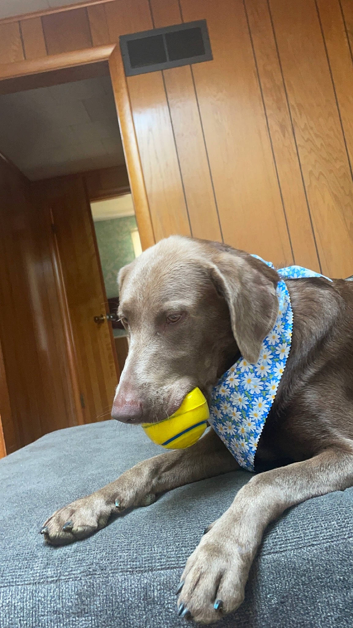 Layla is registered to the contest to win money with this photo: cabinetry, canidae, carnivore, companion_dog, dog, dog_breed, dog_supply, door, fawn, flooring, hardwood, pet_supply, plank, snout, sporting_group, tail, terrestrial_animal, wood, wood_stain, working_animal