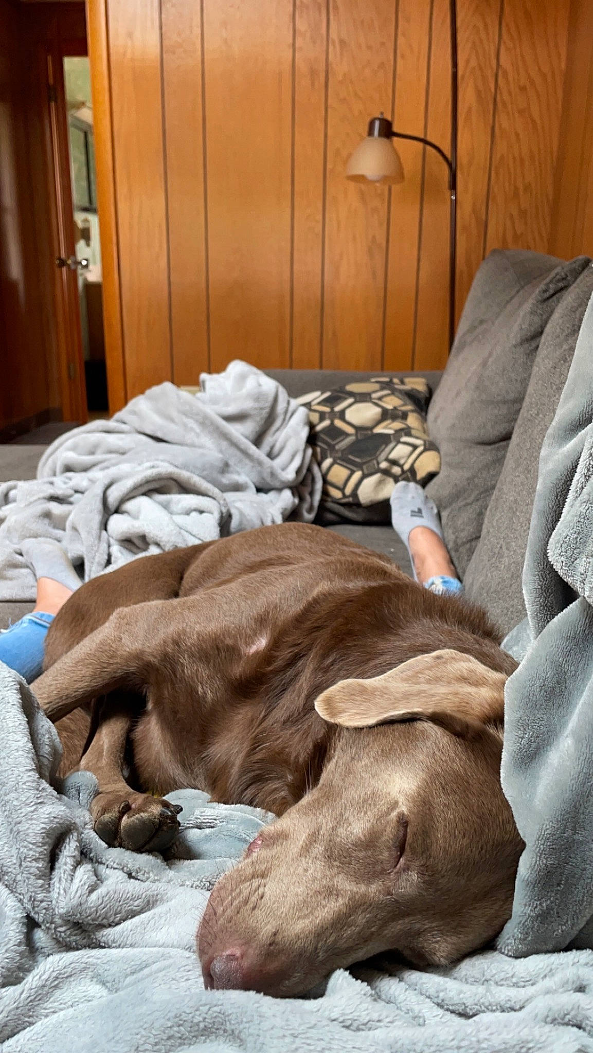 Layla is registered to the contest to win money with this photo: art, bed_sheet, canidae, carnivore, comfort, companion_dog, dog, dog_breed, door, fawn, fur, guard_dog, hardwood, linens, liver, nap, room, sporting_group, wood, working_animal