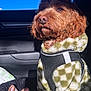 Kobe is registered to the contest to win money with this photo: animal, blue_sky, brown_dog, canine, car_interior, checkered, cozy, cute, daylight, dog, domestic_animal, fur, furry, jacket, pet, portrait, seat, sitting, sunlight, window