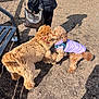 Kobe is registered to the contest to win money with this photo: animal, daytime, dog, dogs, fence, fur, ground, interaction, jacket, leash, outdoor, park, person, pet, play, playing, puppy, purse, shadow, sunlight