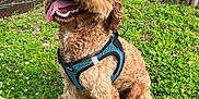 Kobe is registered to the contest to win money with this photo: blue_harness, canine, curly_fur, dog, fence, friendly, garden, grass, greenery, happy, nature, outdoor, pet, plants, playful, sitting, small_dog, summer, tongue_out, yard