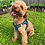 blue_harness, canine, curly_fur, dog, fence, friendly, garden, grass, greenery, happy, nature, outdoor, pet, plants, playful, sitting, small_dog, summer, tongue_out, yard
