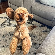 Kobe is registered to the contest to win money with this photo: active, animal, brown_dog, canine, carpet, couch, cute, dog, ears, fluffy, furniture, home, indoor, jumping, living_room, motion_blur, mouth_open, pet, playful, rug