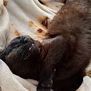 Mocha joined the competition — help win amazing prizes! animal, black_cat, blanket, cat, claws, comfort, cozy, cute, domestic, feline, fur, indoor, nap, pet, relaxed, resting, sleeping, soft, stretching, whiskers