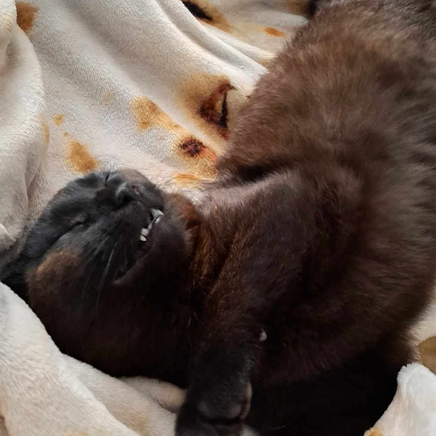 Mocha